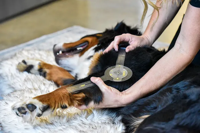 Back in Motion Veterinary Services Picture 3