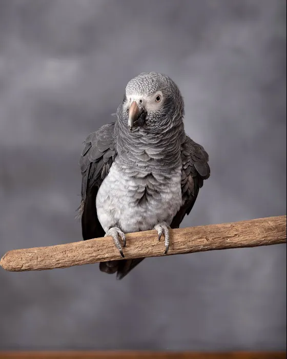 Summertree Animal & Bird Clinic Picture 6