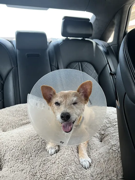 Blink Veterinary Eye Specialists Picture 1
