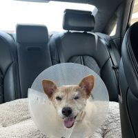Blink Veterinary Eye Specialists ico