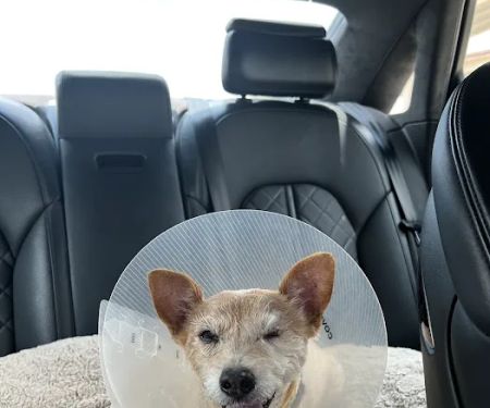Blink Veterinary Eye Specialists