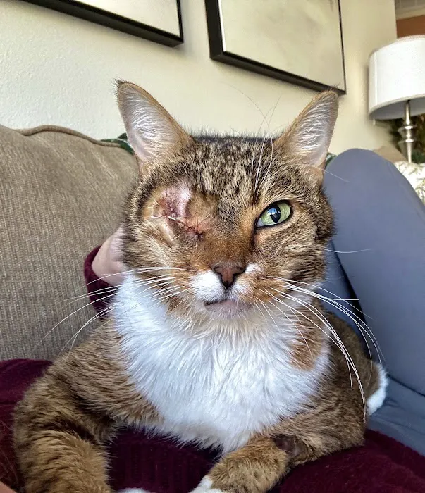 Blink Veterinary Eye Specialists Picture 4