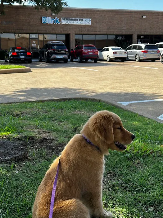 Blink Veterinary Eye Specialists Picture 6