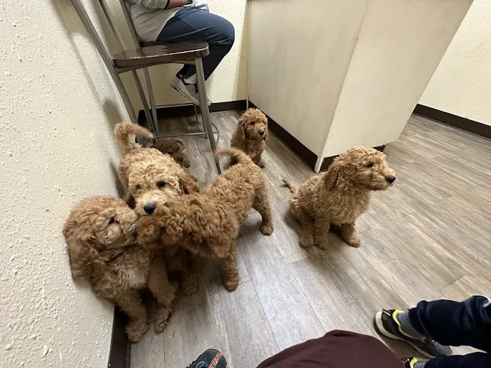 Cornerstone Animal Clinic Picture 9