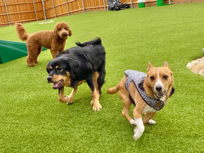 Riverwalk Pet Hospital & Resort Picture 4