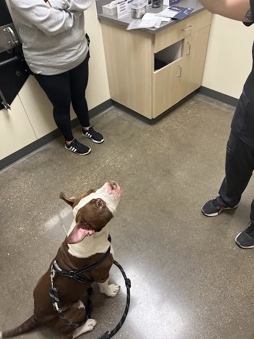 Vetco Total Care Animal Hospital Picture 6