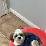 Spay Neuter Society