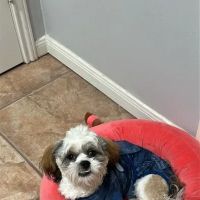 Spay Neuter Society ico