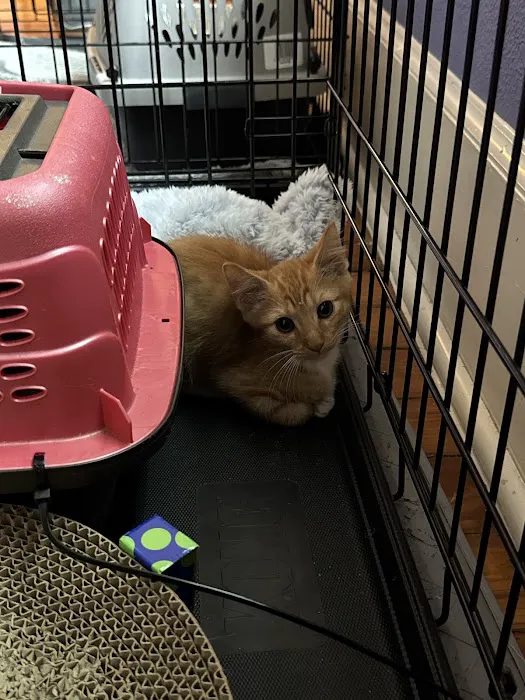 Spay Neuter Society Picture 2