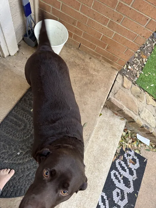 Spay Neuter Society Picture 8