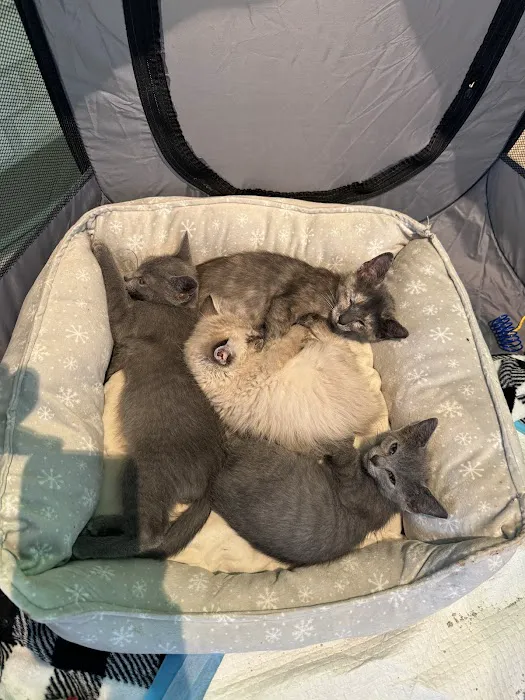 Spay Neuter Society Picture 7