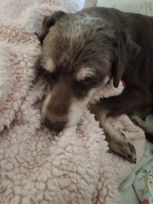 Banfield Pet Hospital Picture 4
