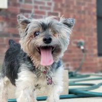 Lone Star Veterinary Clinic ico