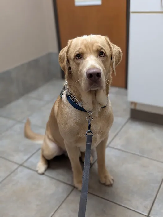 Lone Star Veterinary Clinic Picture 8