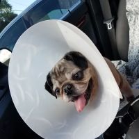 Banfield Pet Hospital ico