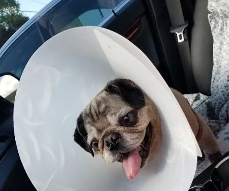 Banfield Pet Hospital