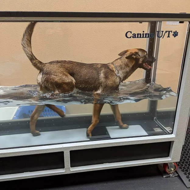 Advanced Care Veterinary Services Picture 2
