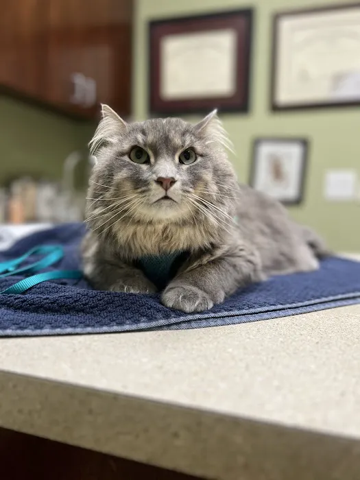 Hebron Cat Hospital Picture 4