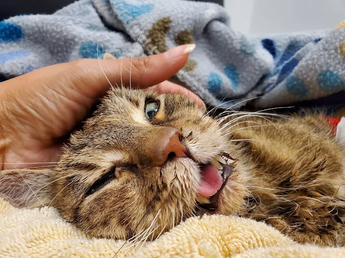 Dallas Animal Urgent Care Picture 6