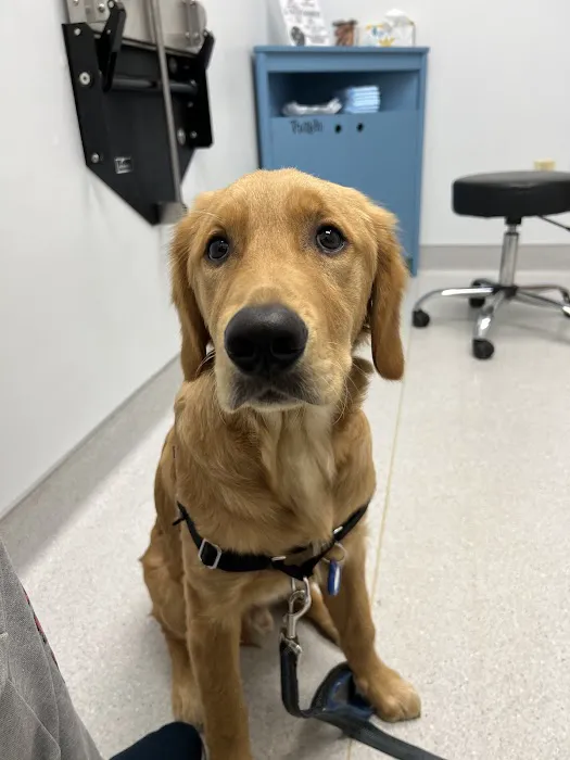 Dallas Animal Urgent Care Picture 7