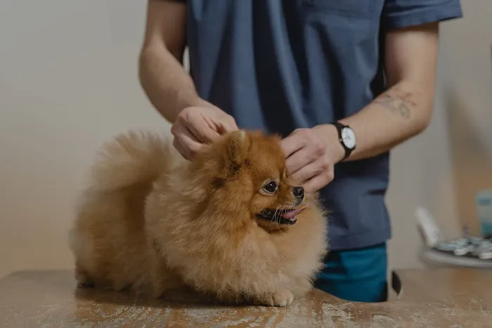All Clear Veterinary Dermatology Picture 1