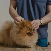 All Clear Veterinary Dermatology ico
