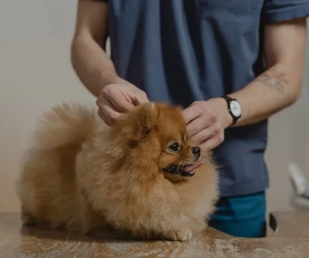 All Clear Veterinary Dermatology