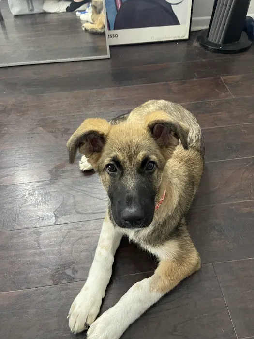 Cy-Fair Animal Hospital Picture 7