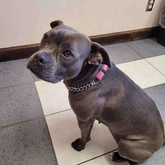 Preston Road Animal Hospital Picture 4