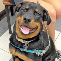 Preston Road Animal Hospital ico