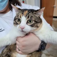 Chastain Veterinary Medical Group ico