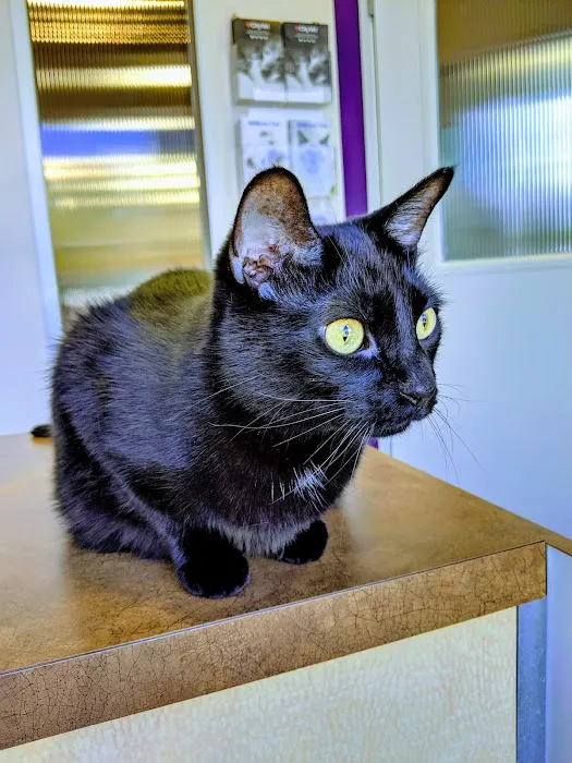 CityVet | Addison Picture 4