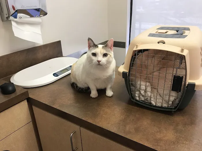 CityVet | Addison Picture 7