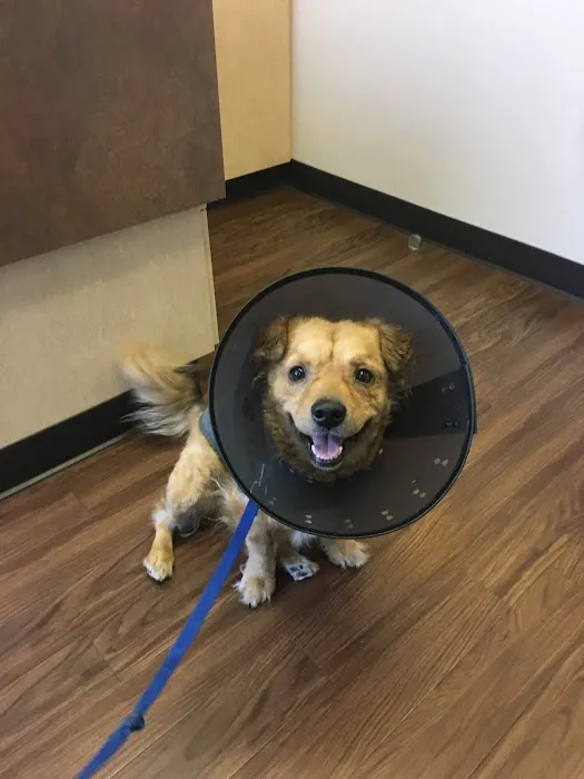CityVet | Addison Picture 6