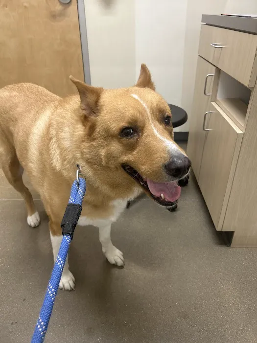 Vetco Total Care Animal Hospital Picture 3