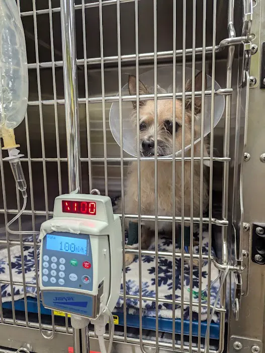 Vetco Total Care Animal Hospital Picture 6