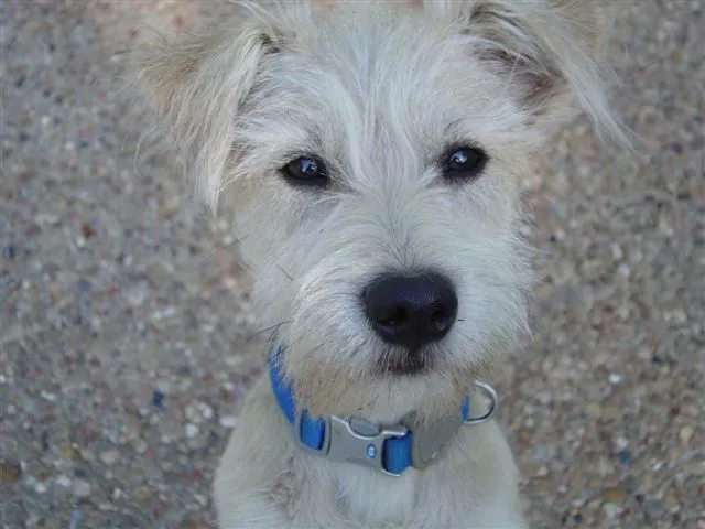 Lewisville Animal Hospital Picture 7