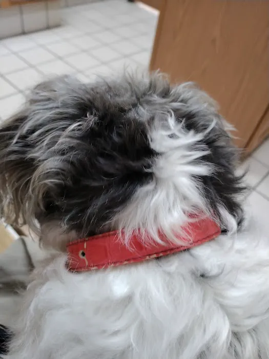 Lewisville Animal Hospital Picture 9