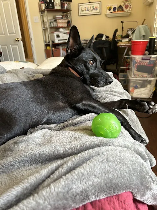 CityVet | Flower Mound Picture 4