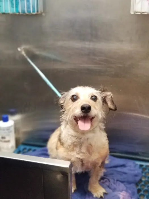 CityVet | Flower Mound Picture 7