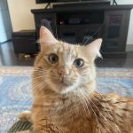 North Carrollton Veterinary Hospital