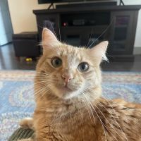 North Carrollton Veterinary Hospital ico