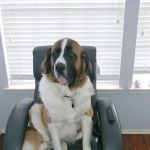 Veterinary Behavior Solutions