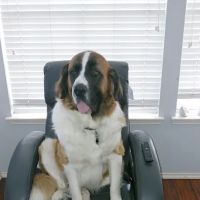 Veterinary Behavior Solutions ico