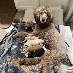 Rosemeade Veterinary Clinic