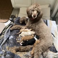 Rosemeade Veterinary Clinic ico