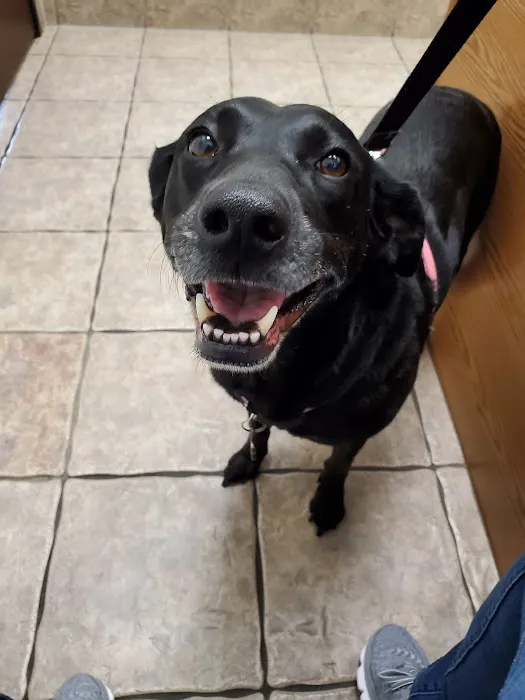 Rosemeade Veterinary Clinic Picture 8