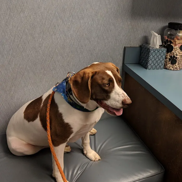Rosemeade Veterinary Clinic Picture 5