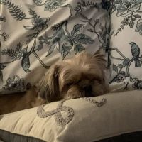 Carrollton West Pet Hospital ico