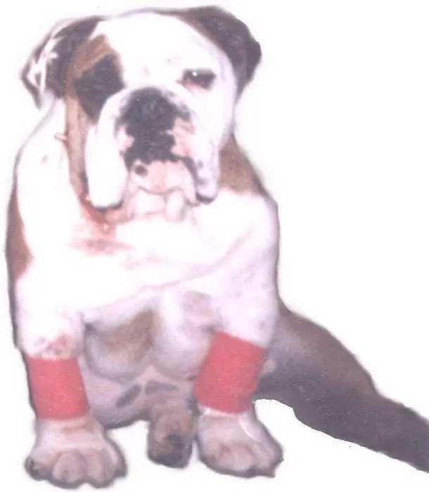 Carrollton West Pet Hospital Picture 10